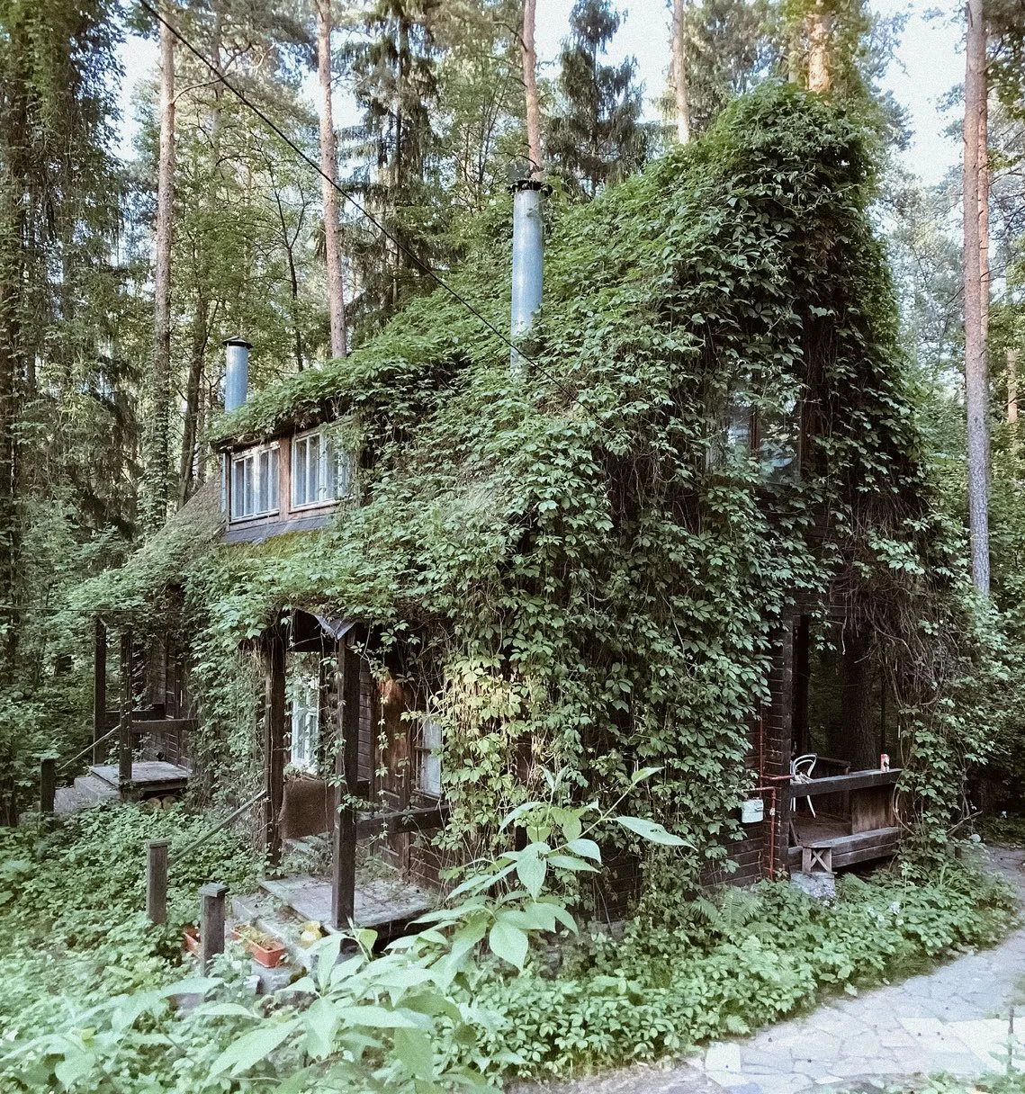 Дом, заросший плющом, фото 2